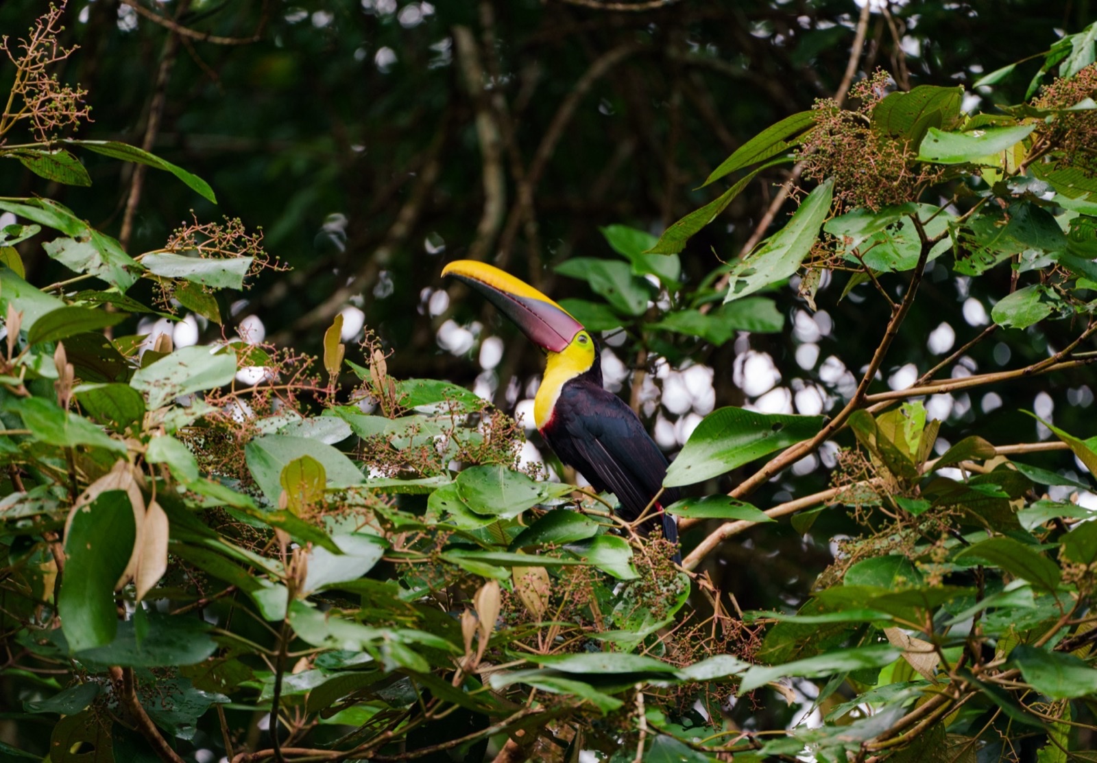 Bird Watching Tours
