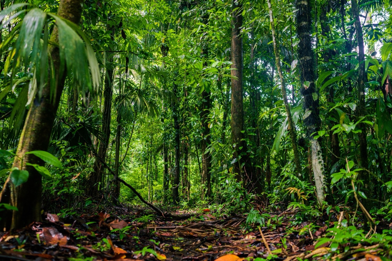 Corcovado National Park