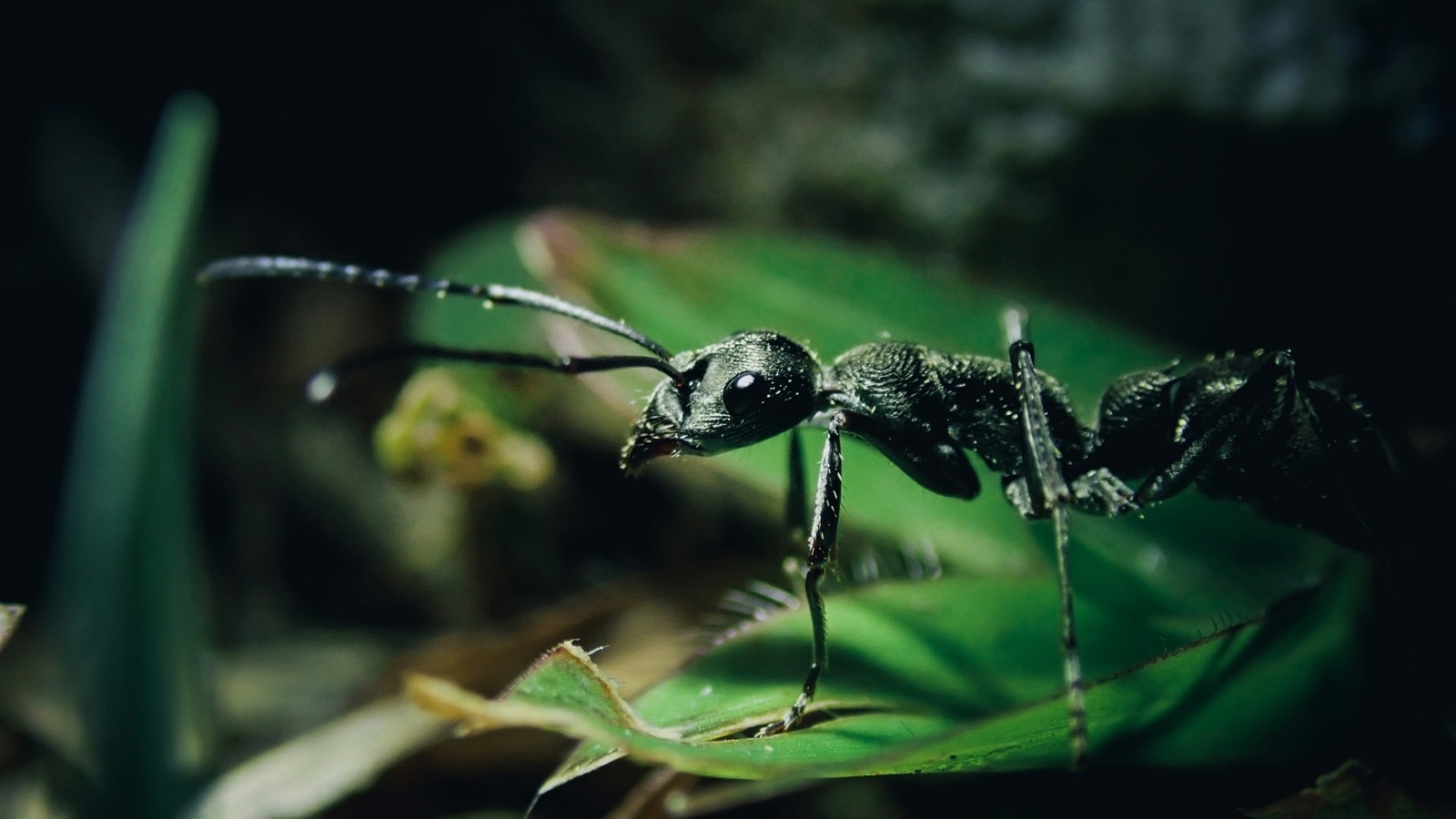 Night Jungle Walk