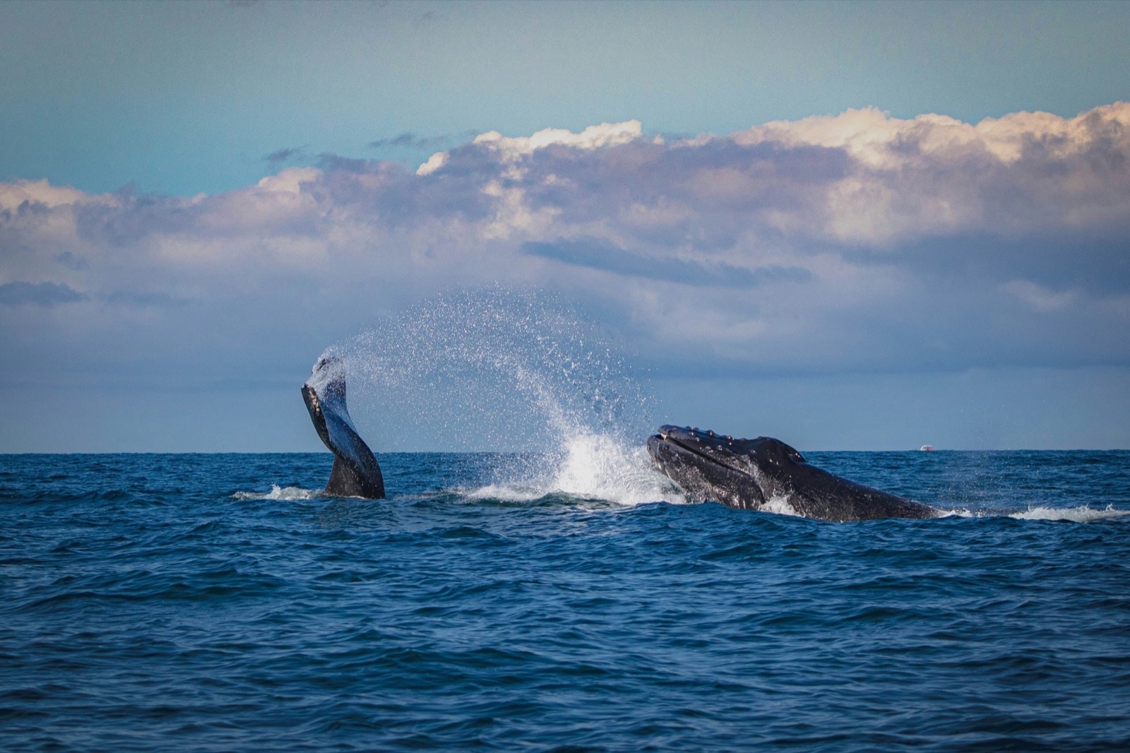 Whale & Dolphin Watching